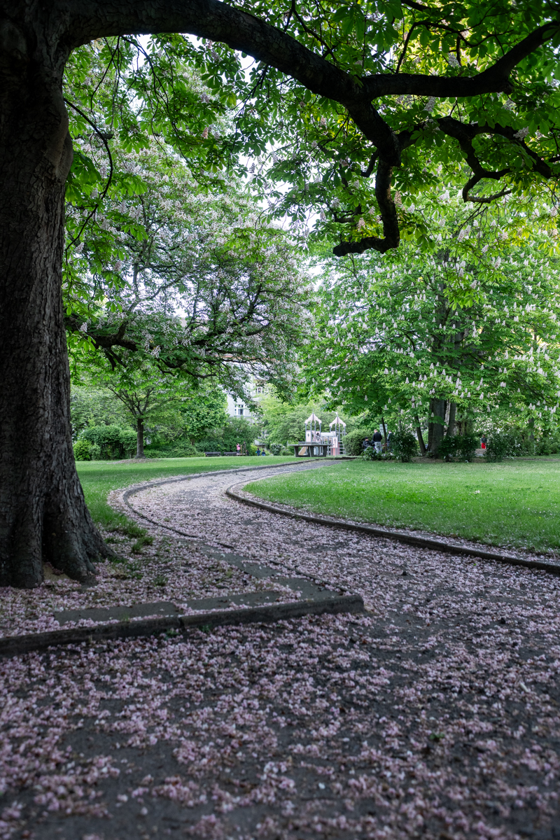 Das Bild zeigt einen Park mit einem schmalen, geschwungenen Pfad, der von Kirschblüten bedeckt ist. Im Hintergrund befindet sich ein klassizistisches Gebäude, vermutlich ein Herrenhaus oder eine Villa, und ein Spielplatz mit einer Turm-ähnlichen Struktur. Die Szene wirkt friedlich und idyllisch. Der Himmel ist bewölkt, was eine gedämpfte Atmosphäre erzeugt.