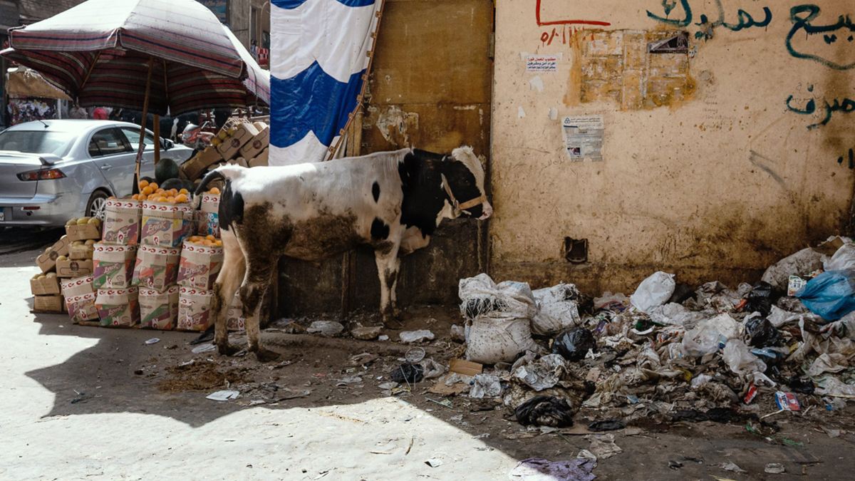 Reportagefotografie Berlin Das Bild zeigt eine weiße Kuh, die vor einem Müllcontainer in einer belebten Straße in Kairo steht. Im Hintergrund sind weitere Müllcontainer, eine Asphaltstraße und ein gelb-braunes Gebäude zu sehen. Eine Person, vermutlich ein Zabaleen (Müllsammler), steht im Hintergrund und scheint die Kuh zu beobachten. Die Szene ist von einer lebhaften, urbanen Atmosphäre geprägt, typisch für die Zabaleen-Gemeinschaft in Kairo.
