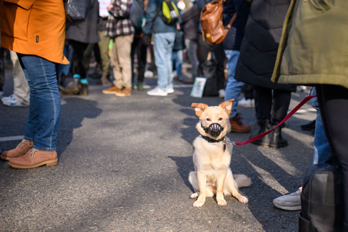 Friedensdemo berlin